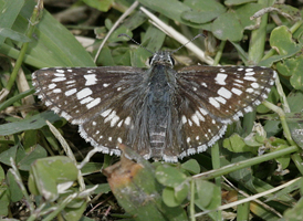 Common Checkered Skipper